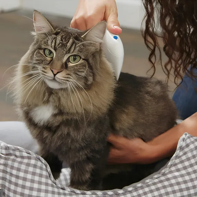 Mascota cepillada con el peine eléctrico antipulgas recargable